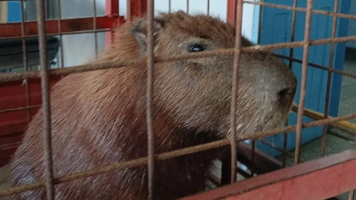 paciente-inusitada:-capivara-e-capturada-dentro-de-ambulatorio-em-hospital-de-minacu