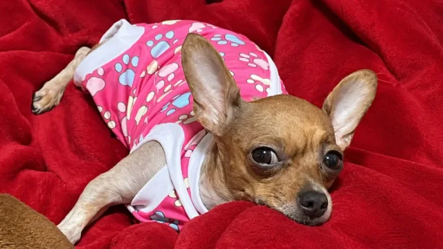 Tutora denuncia atendimento e questiona cirurgia em cadela após suspeita de tumor em Goiânia