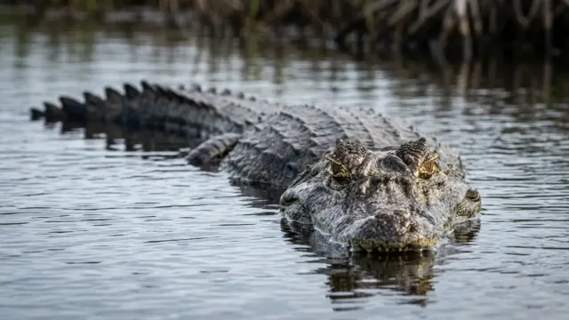 Homem de 71 anos é morto por jacaré de 3,6 metros enquanto pescava; veja fotos