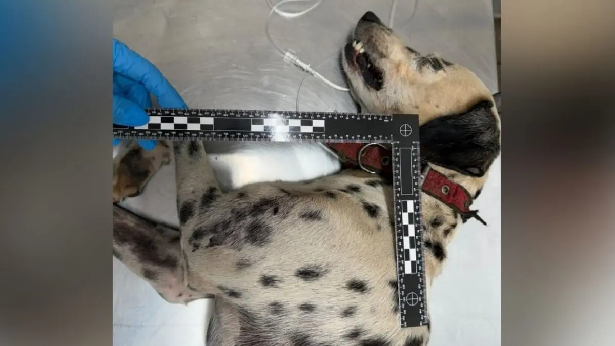 cachorro-agredido-pelo-tutor-com-uma-pa-tera-que-passar-por-cirurgia-na-pata,-em-goiania