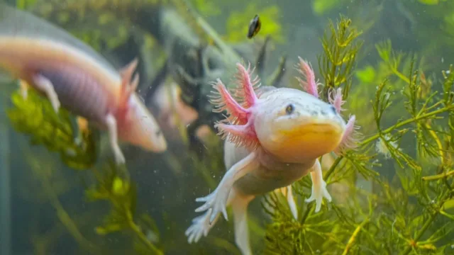 Axolote regenera o próprio coração sem deixar cicatrizes no órgão