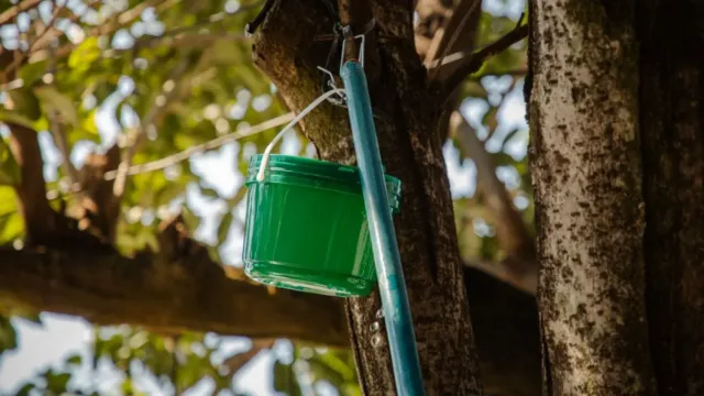 Baldinhos usados para combater dengue são encontrados no lixo em Anápolis