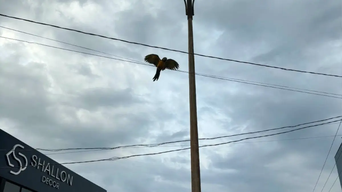 filhote-de-arara-caninde-fica-preso-em-fios-de-internet-e-e-resgatado-por-bombeiros-em-minacu