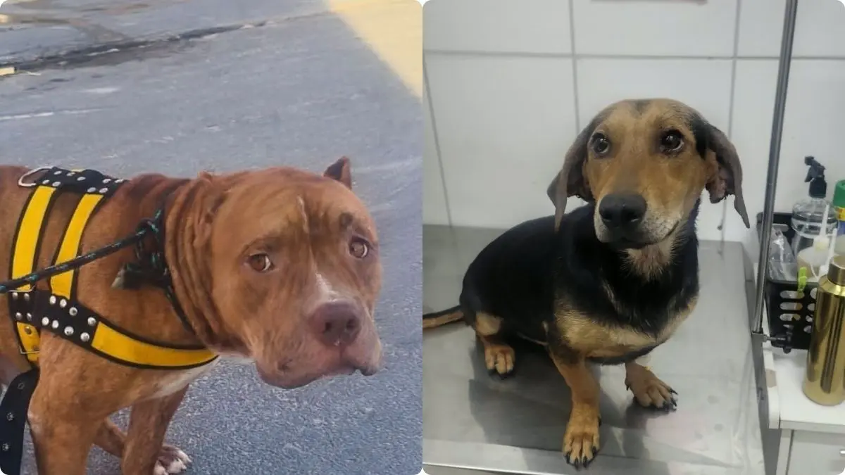 pitbull-e-vira-lata-resgatados-apos-mais-de-uma-semana-sem-agua-e-comida-procuram-novo-lar-em-goiania