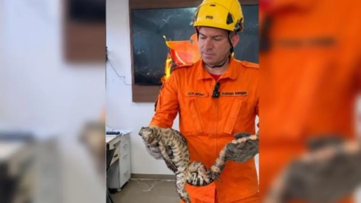de-onca-a-lagartos:-bombeiros-resgatam-um-animal-silvestre-por-hora-em-goias