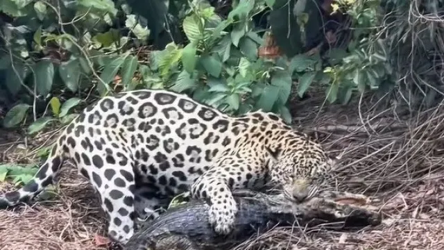 Biólogo regista o momento em que onça-pintada ataca jacaré no Pantanal