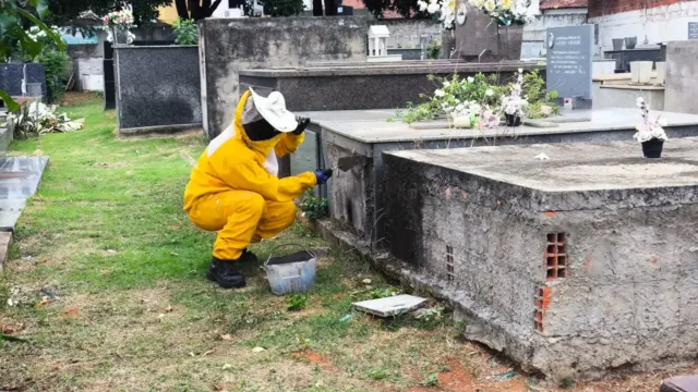 Abelhas tomam conta de jazigo e assustam visitantes de cemitério em Formosa