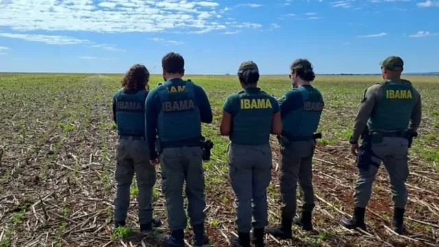Plantio de milho transgênico em 645 hectares gera multas de quase R$ 900 mil em Goiás